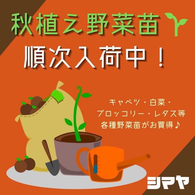 🍂秋の園芸シーズン到来👍秋植え野菜苗入荷！🌱

キャベツ・白菜・ブロッコリー・レタス等
各種野菜苗がお買得価格で順次入荷中🎵

✅秋に植える野菜のメリット

①害虫の被害を受けにくい✨
　秋から冬にかけての時期は気温が下がっていき、
　湿度も上がりにくい時期に当たるので、
　高温多湿を好む害虫の被害を受けにくいんです！

②甘味が強くなりやすい✨
　外気温が低いと、作物は体内の水分を糖分に変え、
　凍結を防ぐようになります😲
　秋に植える野菜は冬に収穫期を迎えるものも多く、
　これにより甘味が強い野菜を楽しむことができます🎵

家庭菜園で秋植え野菜を楽しみませんか？
初めての方も是非チャレンジしてみてくださいね🙌

----------------
シマヤ公式アカウントでは、いろいろな商品やお買得情報を発信します。
たくさんの「いいね」をお願いします！
------------------

#シマヤ #スーパーセンター #ディスカウントストア
#富山県 #射水市 #富山市 #砺波市 #立山町 #高山市
#みんな来てね #家庭菜園 #家庭菜園女子 #家庭菜園初心者 #家庭菜園のある暮らし #秋植え野菜 #秋植え野菜苗 #野菜苗 #野菜苗販売 #園芸の秋 #秋の園芸シーズン #秋の園芸シーズン到来